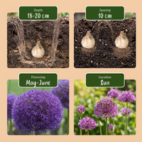 8x Allium Pinball Wizard - Sierui Tovenaarsknikker - Paars - Zomerbloeier - Bolmaat 18/20
