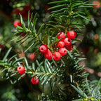 Green boutiQ - Plantes de haies - Taxus baccata - feuillage vert - 6 plantes - 1 mètre linéaire - persistant - pot 17 cm hauteur 60 cm