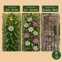 6x Passiflora Tricolour - Tricolour passion flower - White - Purple - Pink - Climber - Ø9cm - ↕35cm
