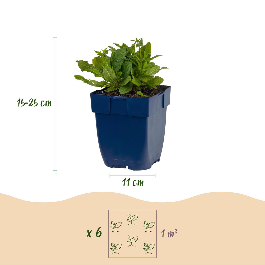 Green boutiQ - Plante vivace - Salvia nem. Schneehügel - Sauge - Attire les abeilles et les papillons - Blanc - 3 plantes - Pot 11 cm - Hauteur 15-25 cm