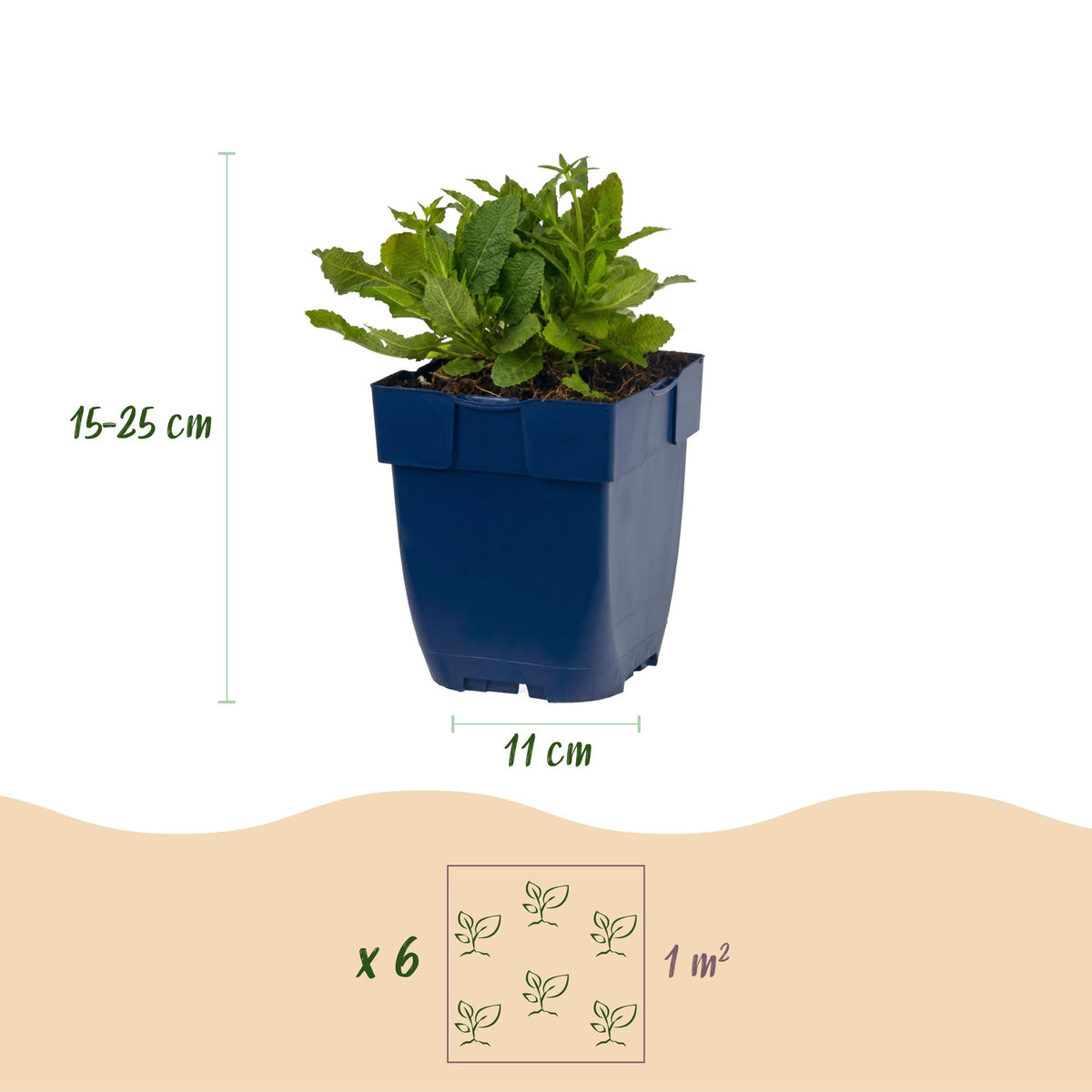 Green boutiQ - Plante vivace - Salvia nem. Schneehügel - Sauge - Attire les abeilles et les papillons - Blanc - 3 plantes - Pot 11 cm - Hauteur 15-25 cm