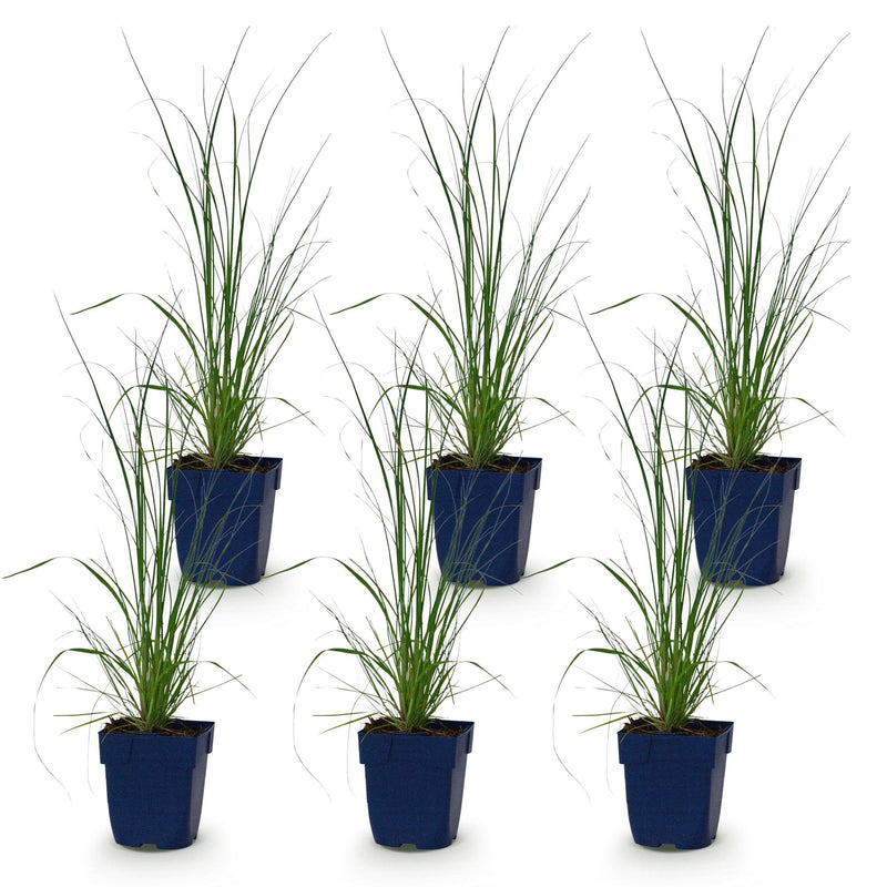 Green boutiQ - Grassen - Cortaderia sell. Pumila - Dwergpampasgras - Met Pluim - Grijs - 6 Planten - Pot 11cm - Hoogte 15-25cm