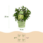 Green boutiQ - Tuinplant - Hydrangea panniculata Groundbreaker Greeny - Pluimhortensia - Winterhard - Creme - 2 Planten - Pot 14cm -Hoogte 20-25cm