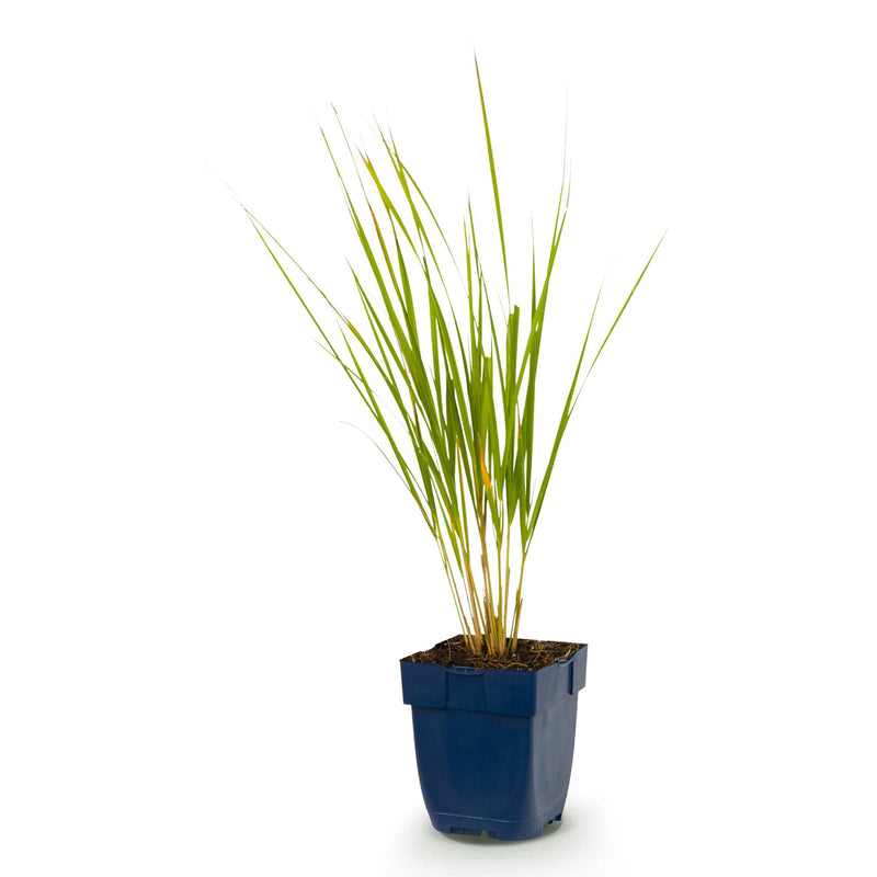Green boutiQ - Grassen - Calamagrostis Karl Foerster - Struisriet - Met Pluim - Groen - 1 Plant - Pot 11cm - Hoogte 15-25cm