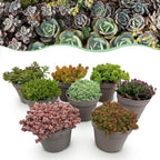 Green boutiQ - Couvre-sol - Rustique - Mélange alpin - 8 plantes - Couleurs variées - Peu d'entretien - Pot 14 Hauteur 17