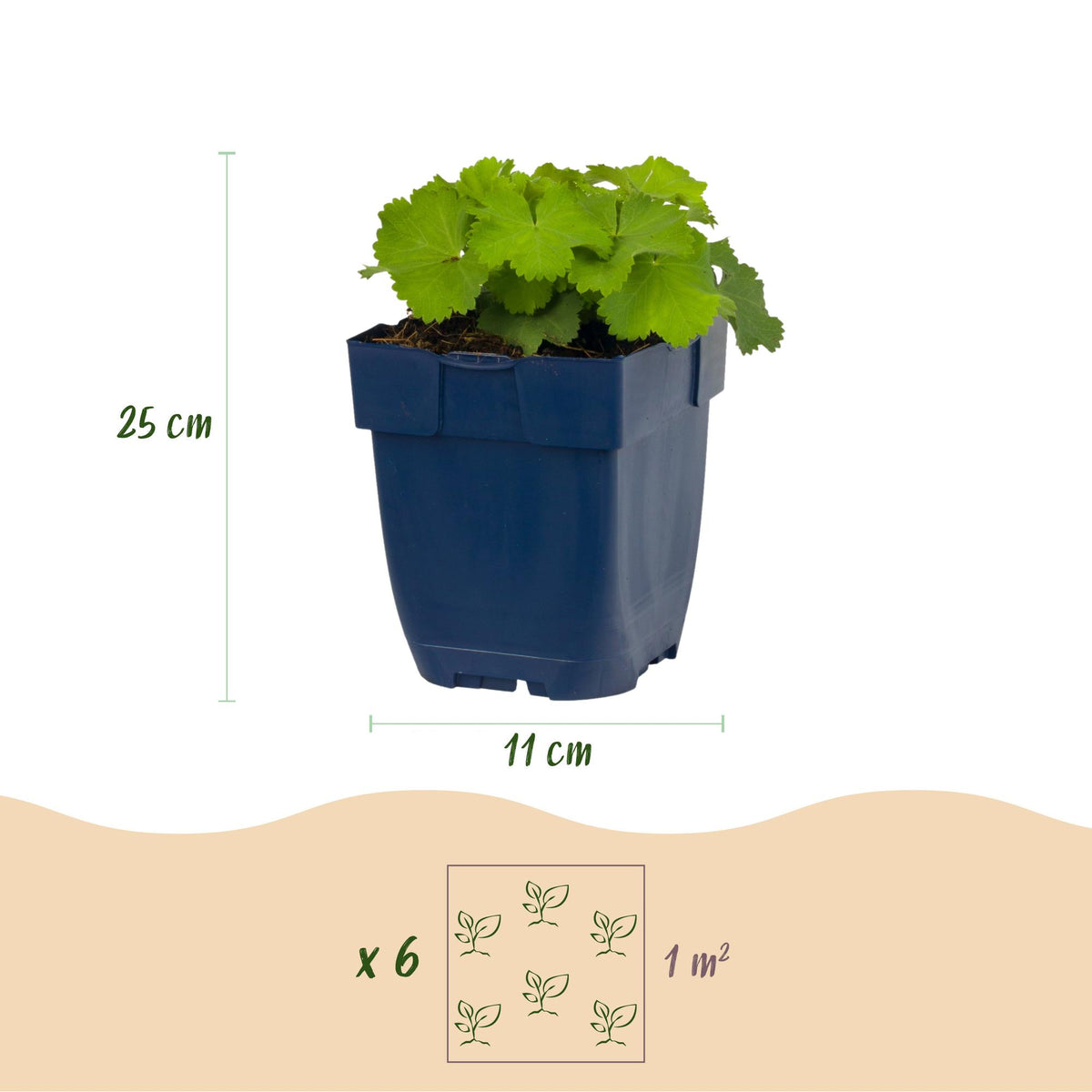 Green boutiQ - Stauden - Alchemilla mollis - Frauenmantel - Bodendeckend - Gelb - 24 Pflanzen - Topf 11cm - Höhe 15-25cm