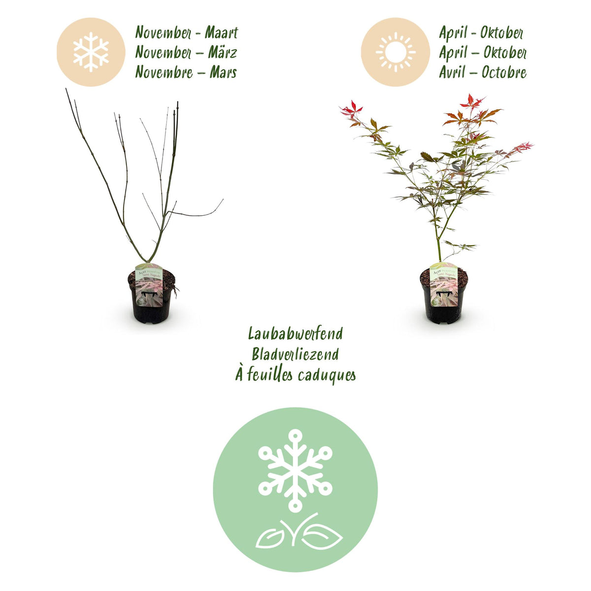 Green boutiQ - Plante de terrasse - Érable du Japon - Acer palmatum Sumi-nagashi - Rouge - 1 plante - Caduc - Pot 19cm Hauteur 70cm