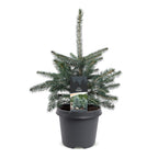 Picea pungens Glauca - Blue Spruce - Blue - Christmas tree - Ø23cm - ↕60cm
