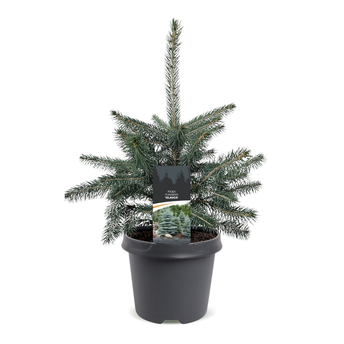Picea pungens Glauca - Blue Spruce - Blue - Christmas tree - Ø23cm - ↕60cm