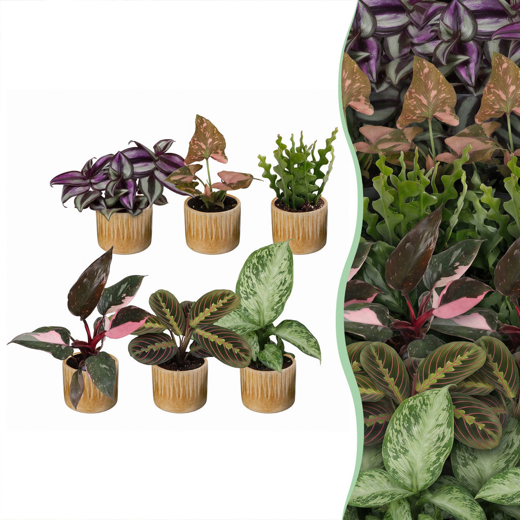 6x Baby Plants Surprise Box - Baby Plants Surprise Box - Various colours - Tropical - incl. Linnea Honey - Ø6cm - ↕5-15cm