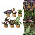 6x Baby Plants Surprise Box - Baby Plants Surprise Box - Various colours - Tropical - incl. Linnea Honey - Ø6cm - ↕5-15cm