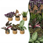 6x Baby Plants Surprise Box - Baby Plants Surprise Box - Various colours - Tropical - incl. Linnea Honey - Ø6cm - ↕5-15cm