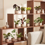 12x Baby Plants Surprise Box - Baby Plants Surprise Box - Various colours - Tropical - Ø6cm - ↕5-15cm