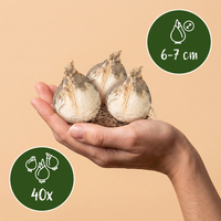 40x Allium Ping Pong - Sierui Ping Pong - Wit - Zomerbloeier - Bolmaat 6/7
