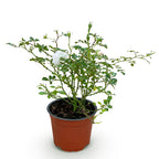 Green boutiQ - Tuin Roos - Rosa White Fairy - Roos - Winterhard - Wit - 1 Plant - Pot 12cm - Hoogte Hoogte 20-25cm