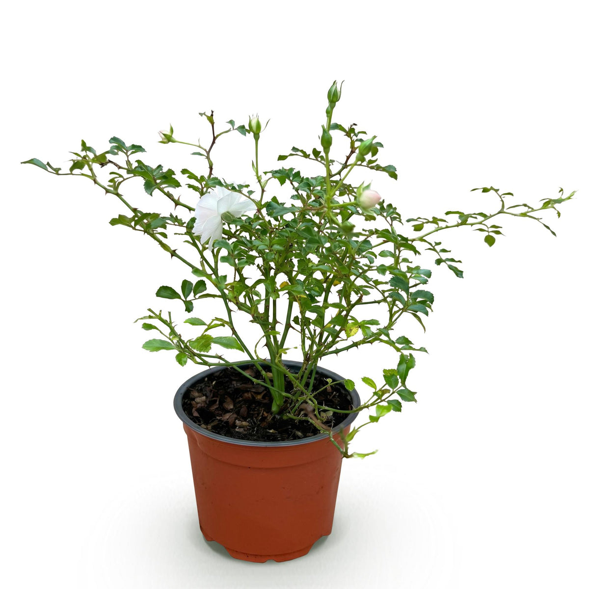 Green boutiQ - Rosier de jardin - Rosa White Fairy - Rosier - Rustique - Blanc - 1 Plante - Pot 12cm - Hauteur 20-25cm