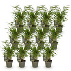 Green boutiQ - Bambou - Fargesia Rufa - Persistant - Non-envahissant - Vert - 12 Plantes - Pot 14cm - Hauteur 35cm