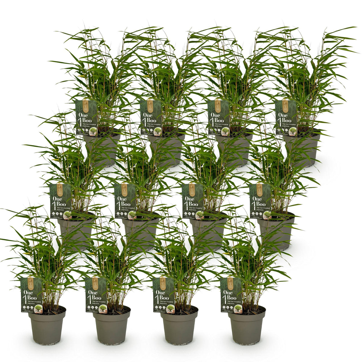 Green boutiQ - Bambou - Fargesia Rufa - Persistant - Non-envahissant - Vert - 12 Plantes - Pot 14cm - Hauteur 35cm