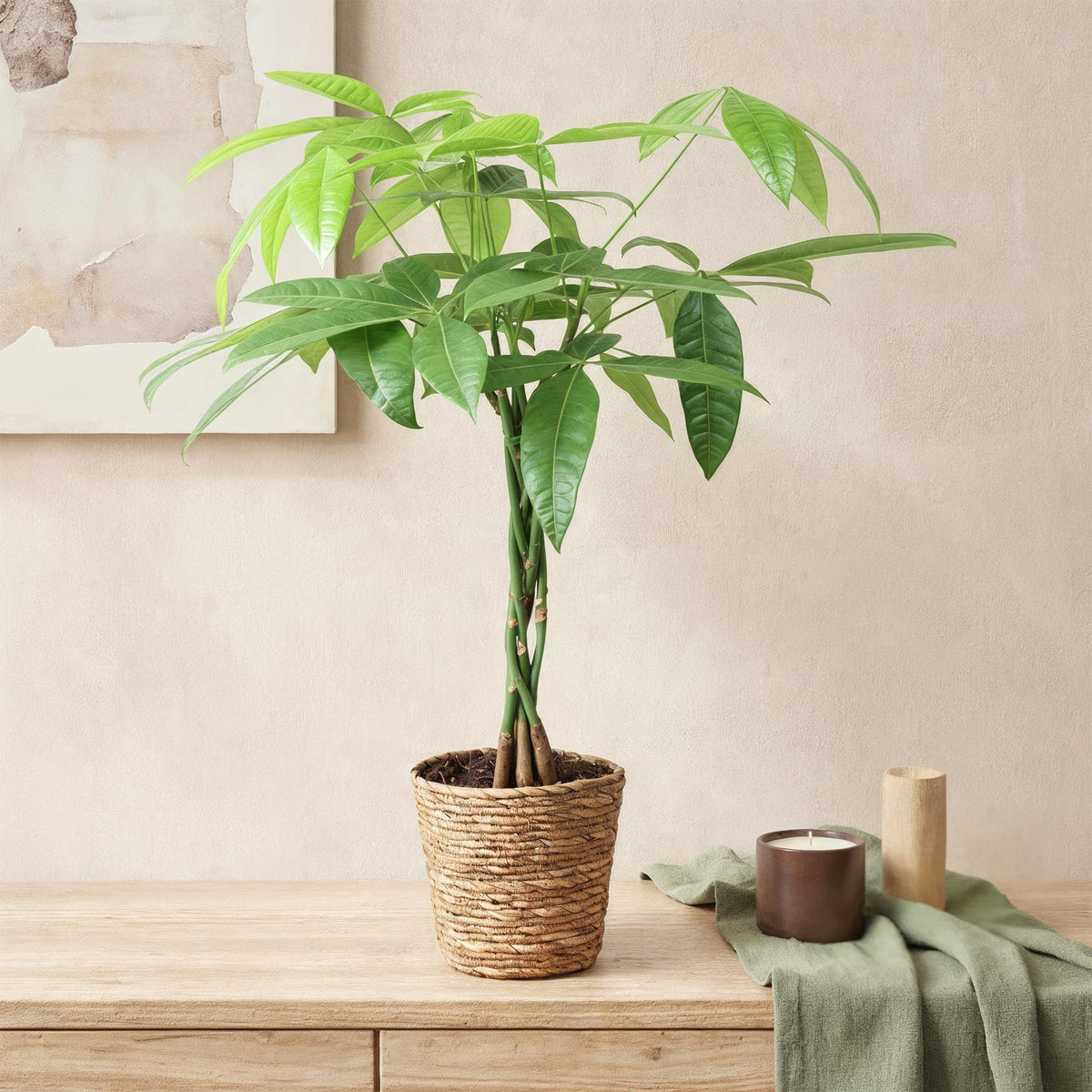 Green BoutiQ - Green is... Plantes d'intérieur - Pachira Aquatica tronc tressé - Arbre à argent - Entretien facile - Vert - 1 Plante - Pot 17cm - Hauteur 60-70cm