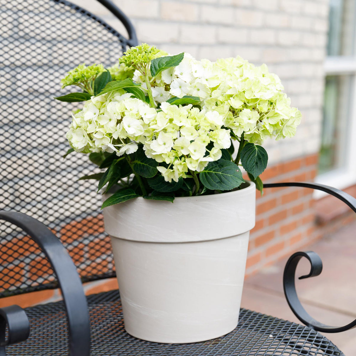 Green boutiQ - Plante de terrasse - Hortensia - Hydrangea Magical Nobless - Blanc - 6-10 fleurs - 2 plantes - Pot 23 cm Hauteur 55 cm