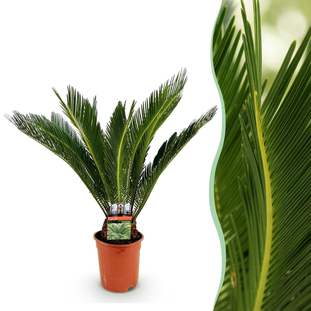 Green boutiQ - Plante d'intérieur - Cycas revoluta - Sagou du Japon - Peu d'entretien - Vert - 1 - Pot 17cm - Hauteur 55-65cm