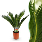 Green boutiQ - Plante d'intérieur - Cycas revoluta - Sagou du Japon - Peu d'entretien - Vert - 1 - Pot 17cm - Hauteur 55-65cm