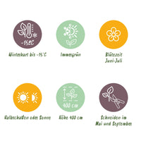 Green boutiQ - 24x Ligustrum ovalifolium - Gewone Liguster - Haagplanten - Groenblijvend - Groen - Pot 9cm - Hoogte 35-45cm