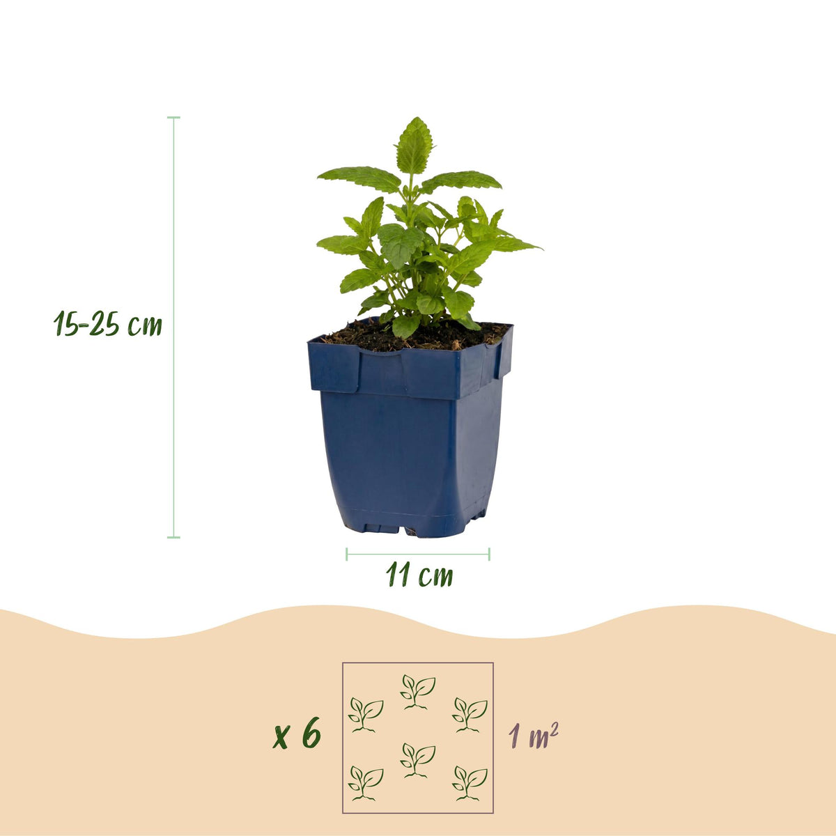 Green boutiQ - Stauden - Nepeta nerv. Neptune - Katzenminze - Bienen- und Schmetterlingsmagnet - Lila - 24 Pflanzen - Topf 11cm - Höhe 15-25cm