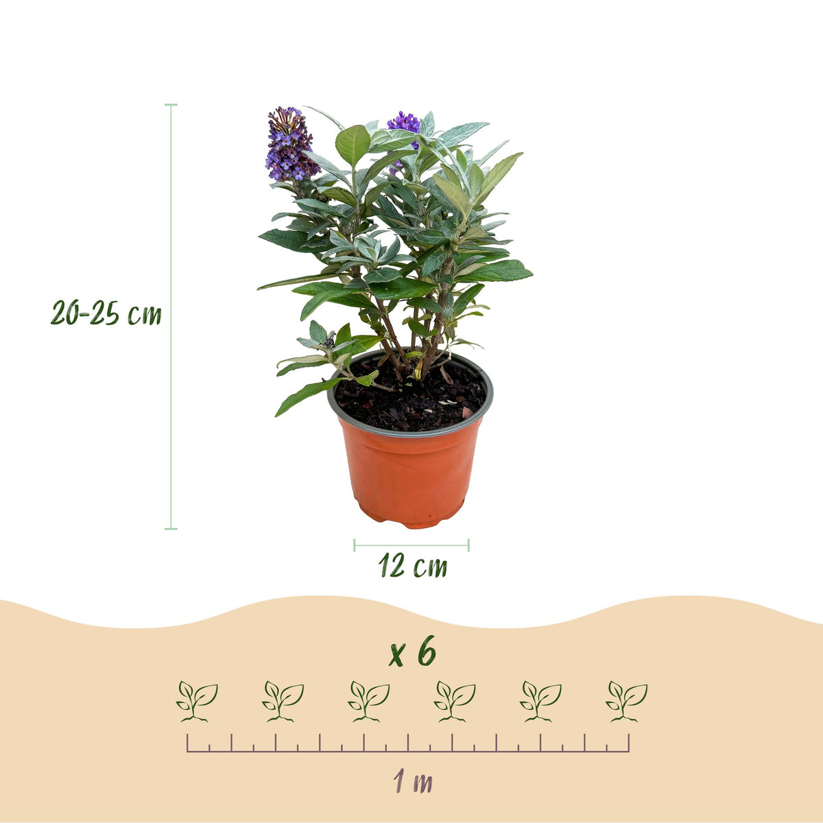 Green boutiQ - Plante de jardin - Buddleja davidii Butterfly Candy Little Lila - Arbre aux papillons - Compact - Lila - 1 plante - Pot 12 cm - Hauteur 20-25 cm