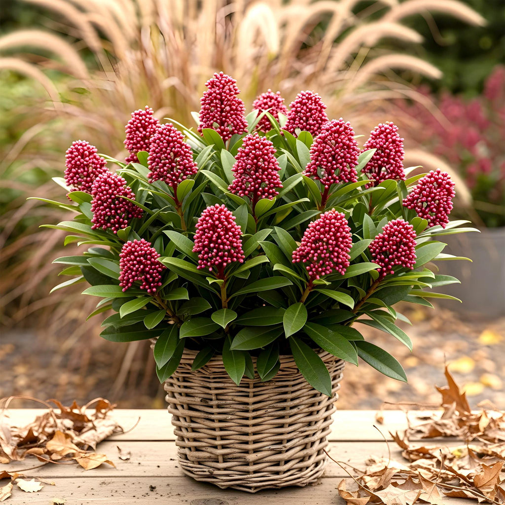 Green boutiQ - Plante de terrasse - Skimmia japonica Rubella - Fleur rouge - 15+ fleurs - 2 plantes - Rustique - Pot 15cm Hauteur 30cm