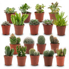 Mini Mix de Cactus & Succulentes - 18 Pièces - Ø 5,5 cm - Hauteur : 5-10 cm