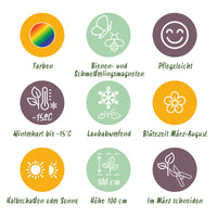Vasteplant - Borderpakket - Wit - Diversen - Soorten en kleuren - 12 Planten - Pot 11cm - Hoogte 15-25cm