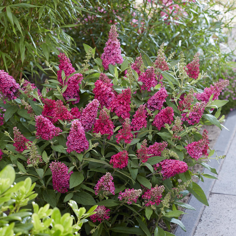 Green boutiQ - Tuinplant - Buddleja davidii Butterfly Candy Little Ruby - Vlinderstruik - Compact - Rood - 3 Planten - Pot 12cm - Hoogte 20-25cm