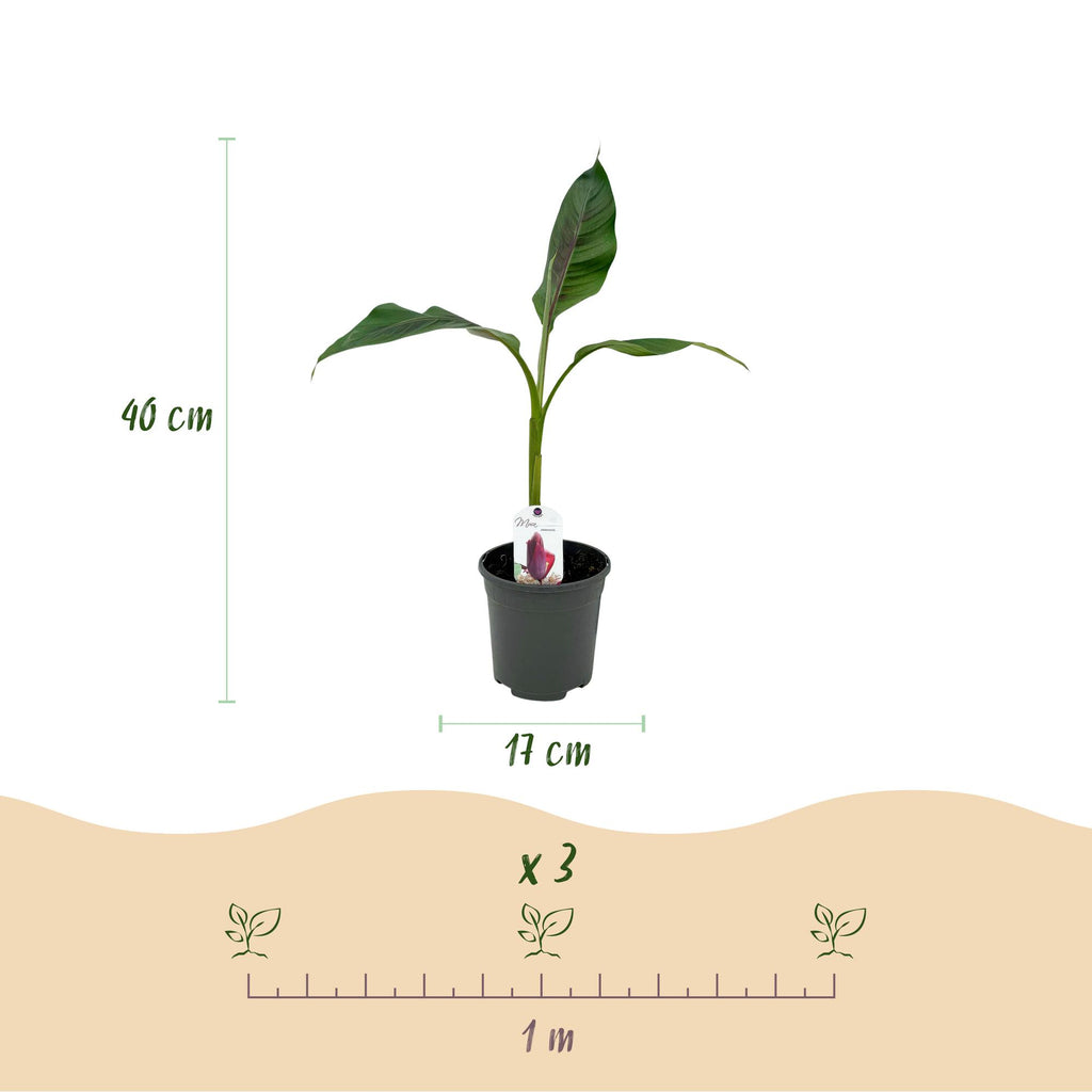 Green boutiQ - Obstpflanze - Bananenpflanze - Musa sikkimensis Red Tiger - Winterhart - 2 Pflanzen - Topf 17cm Höhe 40cm