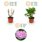 Green boutiQ - Plante de jardin - Hydrangea macrophylla Tricolour - Hortensia - Rustique - Rose-Bleu-Blanc - 3 Plantes - Pot 12cm - Hauteur 20-30cm