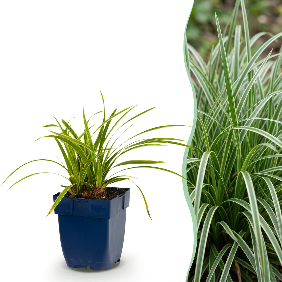 Green boutiQ - Gräser - Carex morrowii Ice Dance - Japan-Segge - Immergrün - Cremegrün - 24 Pflanzen - 11cm Topf - Höhe 15-25cm