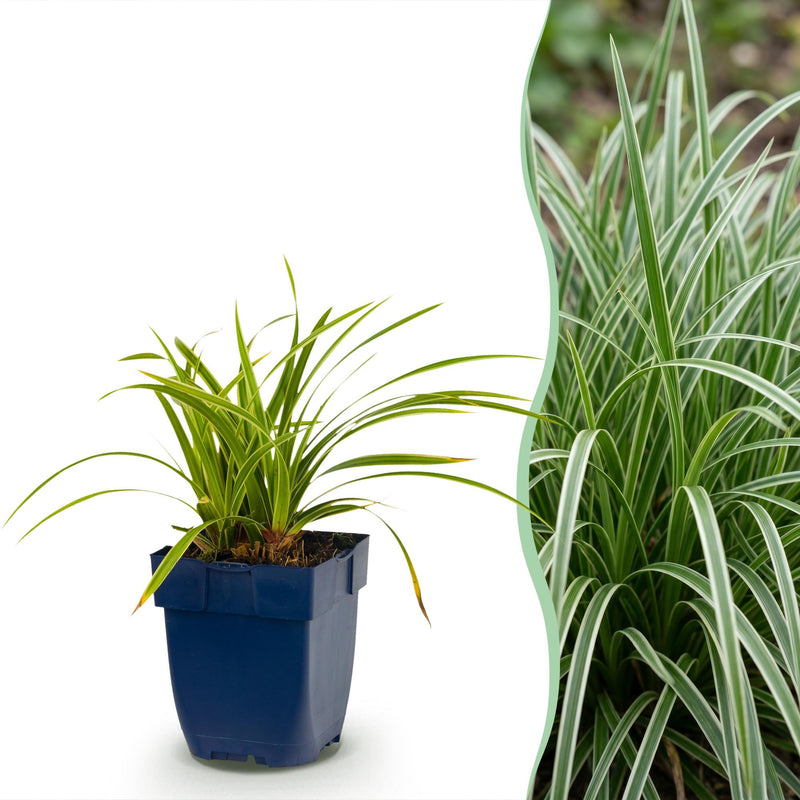 Green boutiQ - Grassen - Carex morrowii Ice Dance - Japanse Zegge - Groenblijvend - Creme-Groen - 24 Planten - Pot 11cm - Hoogte 15-25cm