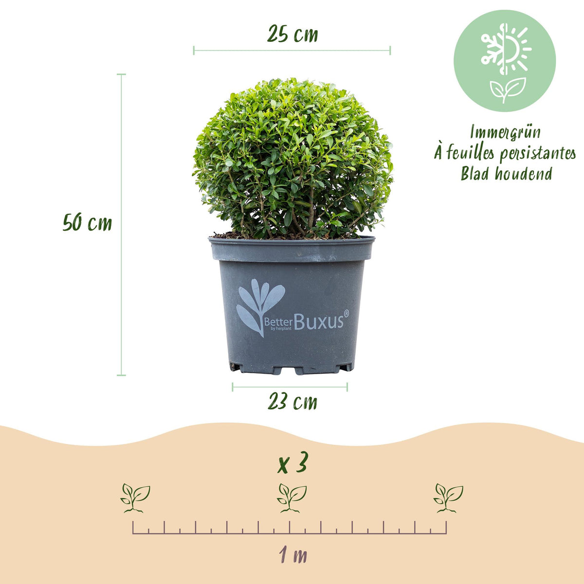 Green boutiQ - Boule de buis - BetterBuxus Skylight - Résistant à la maladie du buis - 2 plantes - pot 23cm, boule 25cm