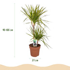 Green BoutiQ - Plantes d'intérieur - Dracaena Sunray - Dragonnier - Peu d'entretien - Vert - 1 plante - avec pot gris - Pot 21 cm - Hauteur 90-100 cm