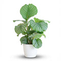 Green boutiQ - Plante d'intérieur - Plante paon - Calathea Orbifolia - Vert - Peu d'entretien - 1 plante - avec pot blanc - Pot 21cm - Hauteur 60 - 70cm