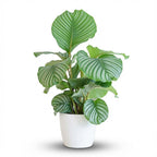 Green boutiQ - Plante d'intérieur - Plante paon - Calathea Orbifolia - Vert - Peu d'entretien - 1 plante - avec pot blanc - Pot 21cm - Hauteur 60 - 70cm
