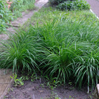Green boutiQ - Graminées ornementales - Carex morrowii Irish Green - Vert & Jaune - 2 Plantes - Persistant - Faible entretien - Pot 17cm Hauteur 50cm
