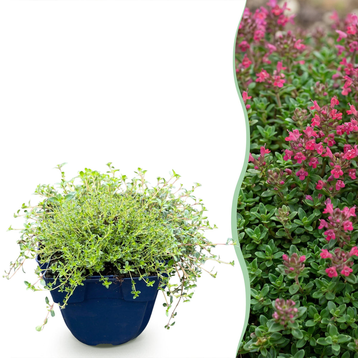 Green boutiQ - Perennial - Thymus praecox Red Carpet - Creeping Thyme - Fragrant - Red-Pink - 6 Plants - Pot 11cm - Height 15-25cm