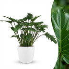 Green boutiQ - Plante d'intérieur - Philodendron - Philodendron Xanadu - Vert - Entretien facile - 1 plante - avec pot blanc - Pot 19cm - Hauteur 60cm