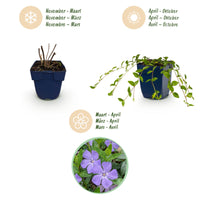 Vasteplant - Vinca minor - Maagdenpalm - Bodembedekkend - blauw - 24 Planten - Pot 11cm - Hoogte 15-25cm