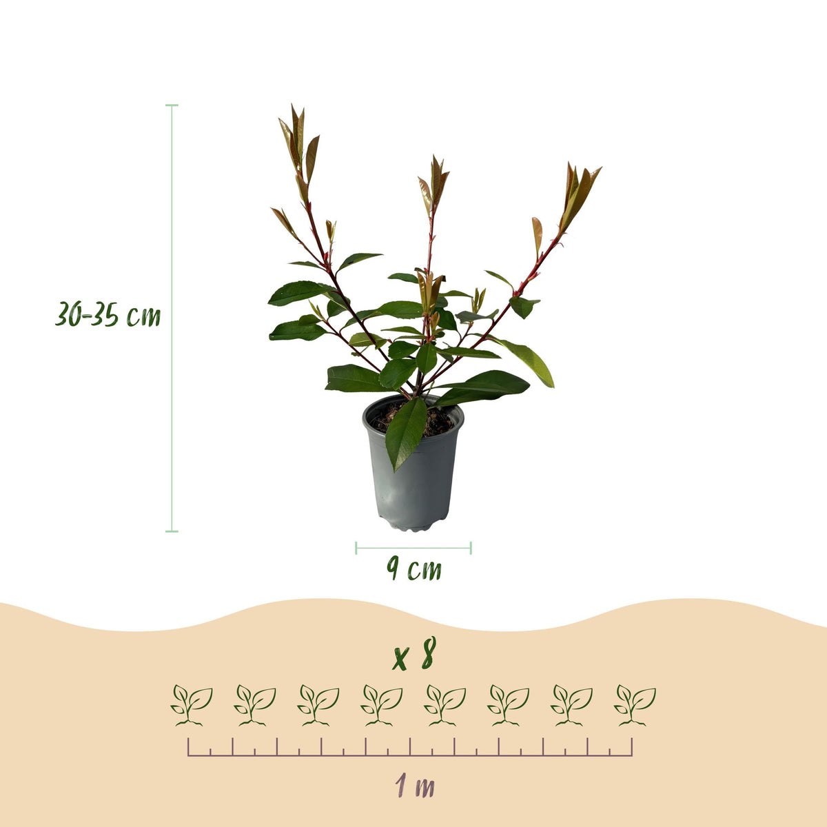 Green boutiQ - Haagplanten - Photnia fraseri Red Robin - blad rood groen  - 8 planten - 1 strekkende meter - groenblijvend - pot 9cm hoogte 30-35cm