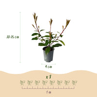 Green boutiQ - Haagplanten - Photnia fraseri Red Robin - blad rood groen  - 8 planten - 1 strekkende meter - groenblijvend - pot 9cm hoogte 30-35cm