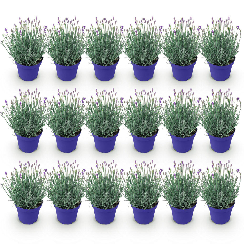Green boutiQ - Plante de jardin - Lavandula angustifolia Hidcote - Lavande - Rustique - Violet - 18 plantes - Pot 12 cm - Hauteur 15-25 cm