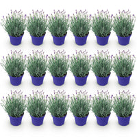 Green boutiQ - Tuinplant - Lavandula angustifolia Hidcote - Lavendel - Winterhard - Paars - 18 Planten - Pot 12cm - Hoogte 15-25cm