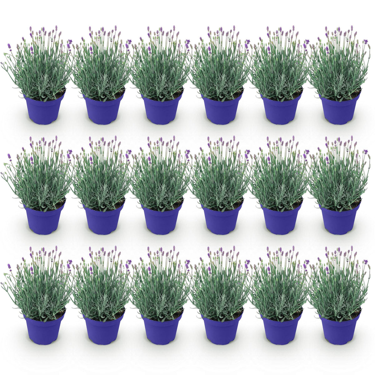 Green boutiQ - Plante de jardin - Lavandula angustifolia Hidcote - Lavande - Rustique - Violet - 18 plantes - Pot 12 cm - Hauteur 15-25 cm
